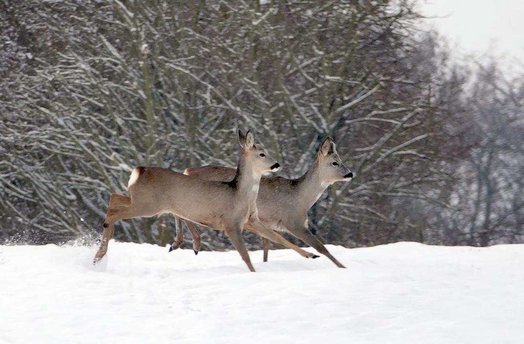 Rehe im Schnee
