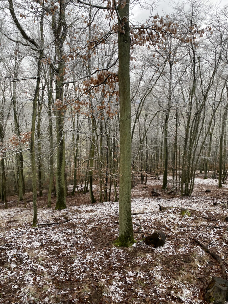 Blick in den Rhöner Wald