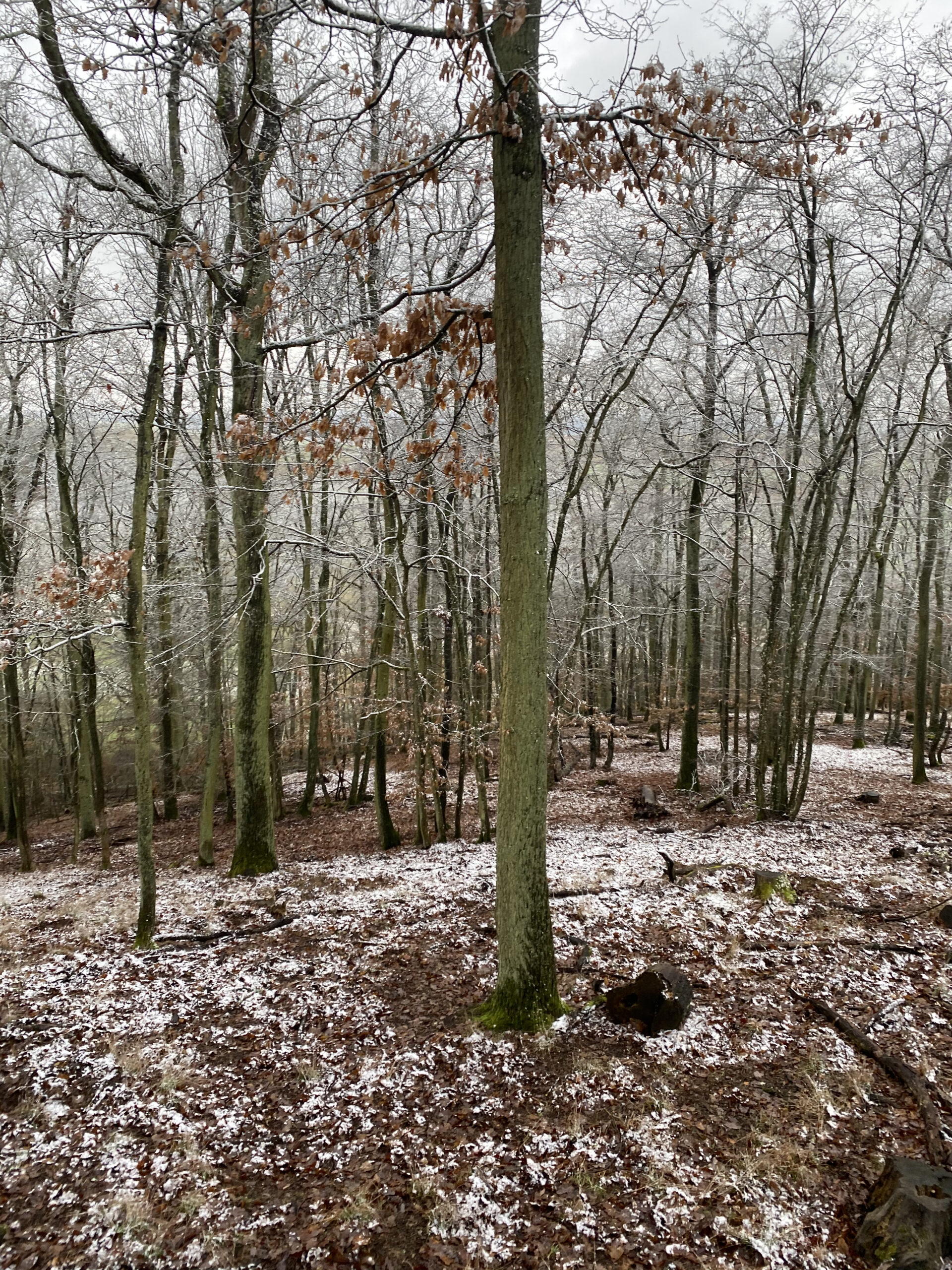 Blick in den Rhöner Wald